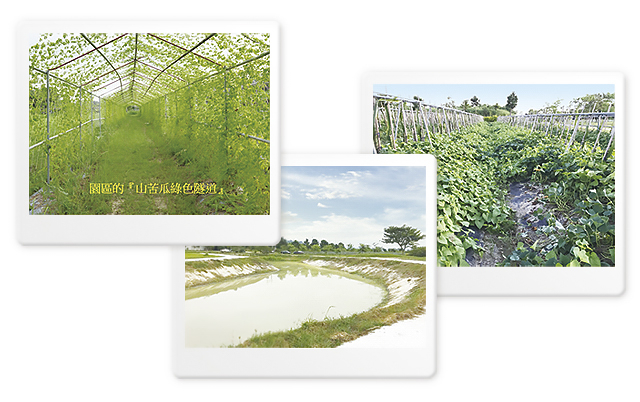 返老還童大內園區剪影