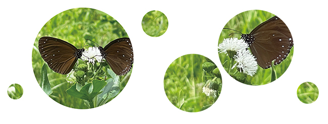 紫斑蝶及花照片組