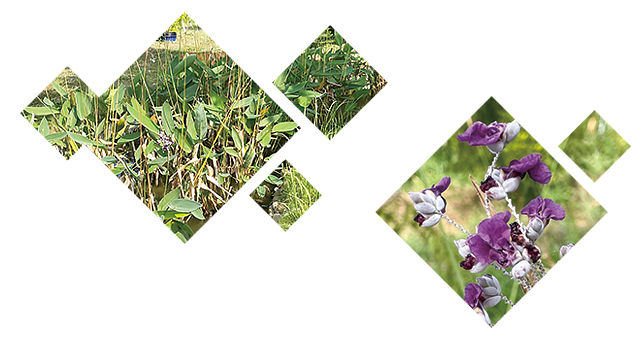 水竹芋花照片組