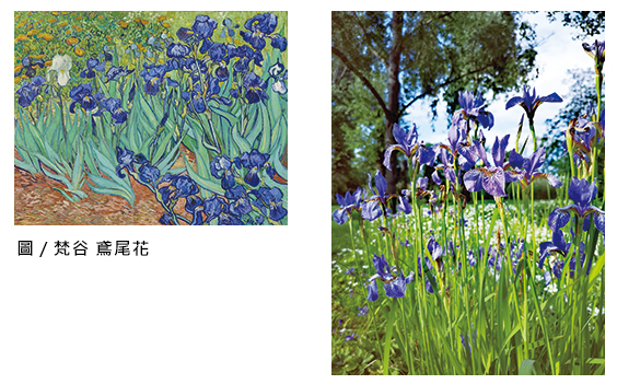 梵谷 鳶尾花畫作及鳶尾花照片組