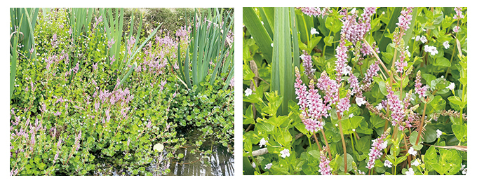 台灣原生水生植物圓葉節節菜照片