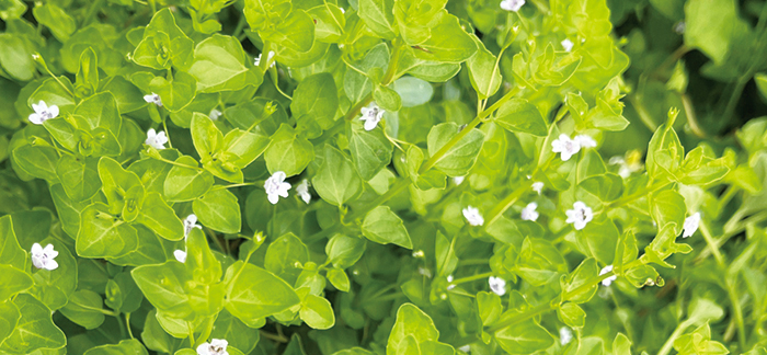 心葉水薄荷照片