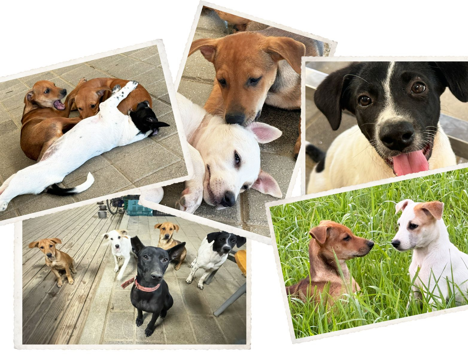 希望園區農場4隻小嬌客(狗狗)照片組