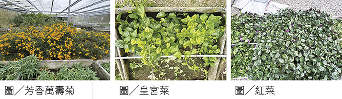 希望園區農場農作物照片組