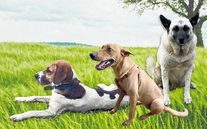 返老還希望園區三千金(守護犬)